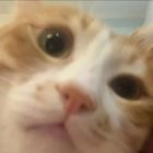 QQ头像
