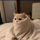 QQ头像
