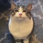 QQ头像