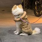 QQ头像