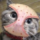 QQ头像