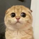 QQ头像