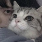 QQ头像