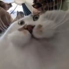 QQ头像