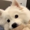 小亚想睡觉^头像