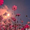 江西网友56961