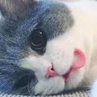 QQ头像