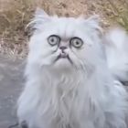 QQ头像