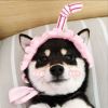 评论头像
