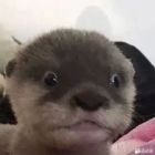 QQ头像