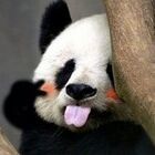 QQ头像