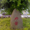 花乐丽z好月