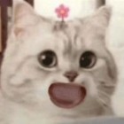 QQ头像