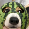 网友昵称：鹞子Y