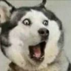 QQ头像