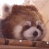 评论头像