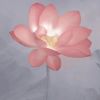 黑龙江网友83485