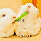 QQ头像