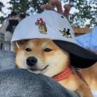 QQ头像