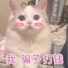河北网友78426