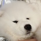 QQ头像