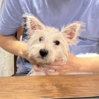 QQ头像