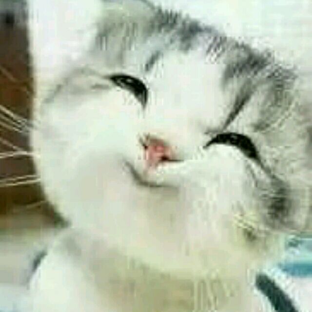 QQ Email Avatar