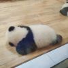 用户头像图片