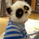 QQ头像