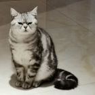 QQ头像