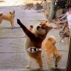 评论头像