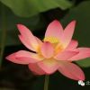 甘肃网友29450