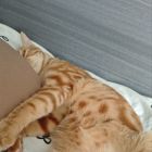 QQ头像