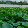 湖北网友91531