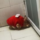 QQ头像