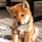 QQ头像