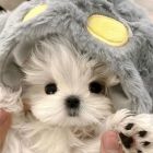 QQ头像
