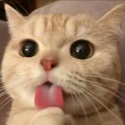 QQ头像