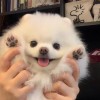 海南网友74603