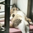 QQ头像