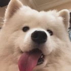 QQ头像