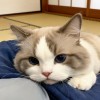 QQ378230头像