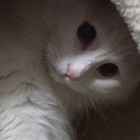 QQ头像
