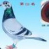 福建网友84447