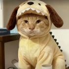 QQ头像