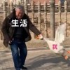 河南网友51283