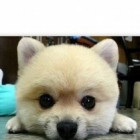 QQ头像
