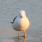 QQ头像