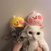 内蒙古网友53691