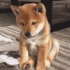 甘肃网友21285